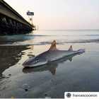 Due squali palombo spiaggiati a Jesolo in 24 ore: è una specie non pericolosa