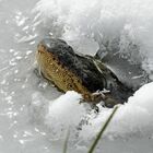 Coccodrillo bloccato nell'acqua ghiacciata: è ancora vivo, ma il cuore batte a malapena