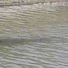 Fiumicino, caccia al coccodrillo a Maccarese: al setaccio i canali