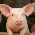 Famiglia vegana adotta un maiale per salvarlo dal macello, ora rischiano lo sfratto