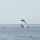 Spettacolare carosello di delfini davanti alla costa Spettacolare carosello di delfini davanti alla costa