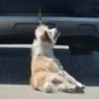 Cane legato e trascinato da un'auto: «È vivo, ora il proprietario minaccia chi ha girato il video choc»