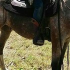 Cade da cavallo durante una passeggiata, morto l'imprenditore Passuello