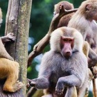 Tanzania, bimbo rapito dalle scimmie muore