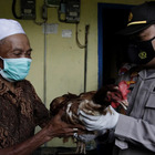Indonesia, un pollo per convincere gli anziani a vaccinarsi