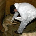 Roma, scoperta villa-lager per 27 cani obbligati a vivere tra gli escrementi