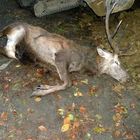 Animali selvatici investiti dalle auto e lasciati morire lungo la strada