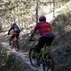 Peste suina: stop a trekking, mountain bike e raccolta funghi nelle «zone infette». Allarme in Toscana