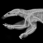 Oregon, lo zoo fa le radiografie agli animali: il risultato è spettacolare