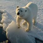 Orsi polari estinti prima della fine del secolo: colpa dei cambiamenti climatici