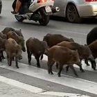 Cinghiali a passeggio in via Trionfale a Roma. I residenti: «Ci siamo abituati, ormai vengono trattati come cani»