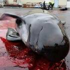 Strage di balene alle Faroe Islands. Sea Shepherd: «66 trucidate in un giorno»