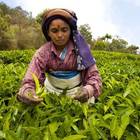 L'economista indiana Bina Agarwal: «L'agricoltura salva le donne dalle violenze»