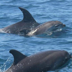 Mamma delfino sorregge il cucciolo morto: la storia che commuove il web