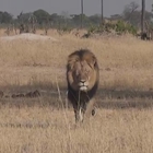Cecil il leone, ucciso in Zimbabwe da un turista