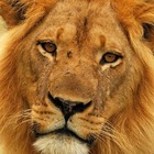 Ucciso Mopane, leone simbolo del Parco naturale dello Zimbabwe. Era padre di sei cuccioli