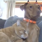 L'amore inaspettato tra cane e gatto: il video "rubato" dalle telecamere