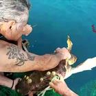 Tartaruga caretta caretta impigliata nella rete salvata dai vigili del fuoco ad Ancona