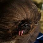 Il cane più brutto del mondo è Scooter, un cucciolo crestato cinese di sette anni: «Rischiava di morire»