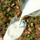 Dopo la carne coltivata, il latte sintetico: Israele autorizza la produzione. «Ma non è cibo, sembra una medicina»