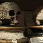 Il Museo Anatomico di Napoli: una Wunderkammer custodita nel cuore della città