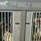Maltrattamento di animali, sequestrati 15 cani 
