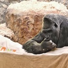 Ucraina, la guerra infuria a pochi passi dallo zoo di Kiev: «Preoccupazione per Toni il gorilla e gli altri animali»