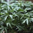 Cannabis, la Corte: può fumarla soltanto il produttore