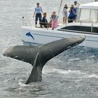 Balene azzurre, dopo secoli tornano nell'Oceano