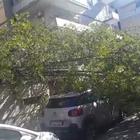 Roma, albero cade in via Tito Livio: residenti bloccati