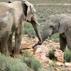 Elefanti e giraffe all'asta. La Namibia vende i suoi animali selvaggi. "Colpa della siccità".