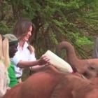 Melania Trump fra gli elefanti del Kenya
