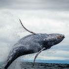 Balene, svelato il segreto del loro canto. E perché l'uomo lo mette in pericolo