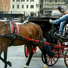 Roma, stop alle botticelle in strada: ora cavalli solo nei parchi