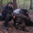Orso M49, il veterinario Alessandro De Guelmi: «Io, a mezzo metro dall’orso. L’ho catturato, ma l’ho amato»