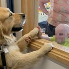 Regno Unito, così i cani insegnano ai bambini malati che non devono avere paura