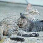 Bologna, torturarono fino alla morte due gattini appena adottati: coppia condannata a 8 mesi