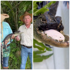 Jawlene, la femmina di alligatore sopravvive senza la mandibola: «Se la cava alla grande»