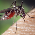 West Nile, «Attenzione alle zanzare»