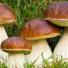 Mangia funghi raccolti da un parente e muore subito dopo