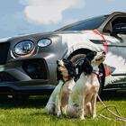 Bentley evento a Goodwoof, il lusso a disposizione dei cani, in GB nella tenuta del Duca di Richmond