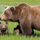 Trump a favore della caccia di orsi e lupi nei parchi naturali dell'Alaska: protesta animalista