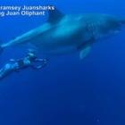 Deep Blue, nuotano senza protezioni con lo squalo bianco più grande