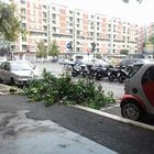 Roma, allerta meteo: alberi caduti