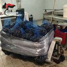 Mancano i documenti sanitari, al macero una tonnellata di cozze Mancano i documenti sanitari, al macero una tonnellata di cozze