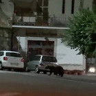Valcomino, orso a spasso nelle strade di Casalvieri: il video della passeggiata