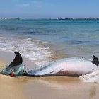 Siracusa, delfino morto nella rete da pesca