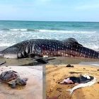 Sri Lanka, disastro ambientale: dopo il naufragio della nave cargo gli animali marini morti non si contano più