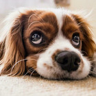 «Se il tuo cane ha gli occhi scuri potrebbe essere meno minaccioso»: cosa rivela lo studio