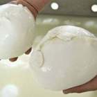 La mozzarella pugliese è Dop e la Campania perde il ricorso La mozzarella pugliese è Dop e la Campania perde il ricorso